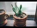 Выращивание кактусов в домашних условиях