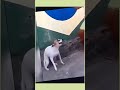 EL PERRO VIRAL AHORA BAILA GABRIELA DE KATSEYE 😂 🐶 😂
