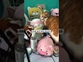 “Mama Eks sam ikuti si Tomang masuk di kamar anak