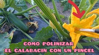 COMO POLINIZAR CALABACÍN Y MANEJO DEL CULTIVO - PLAGAS Y ENFERMEDADES | Verdura Vital | ECOLÓGICO screenshot 5