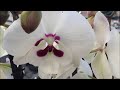 Завоз орхидей в Оби 25 марта 2020 г.  Биг Липы, Виолет Квин, Ферара, Albufeira.... есть уценка..