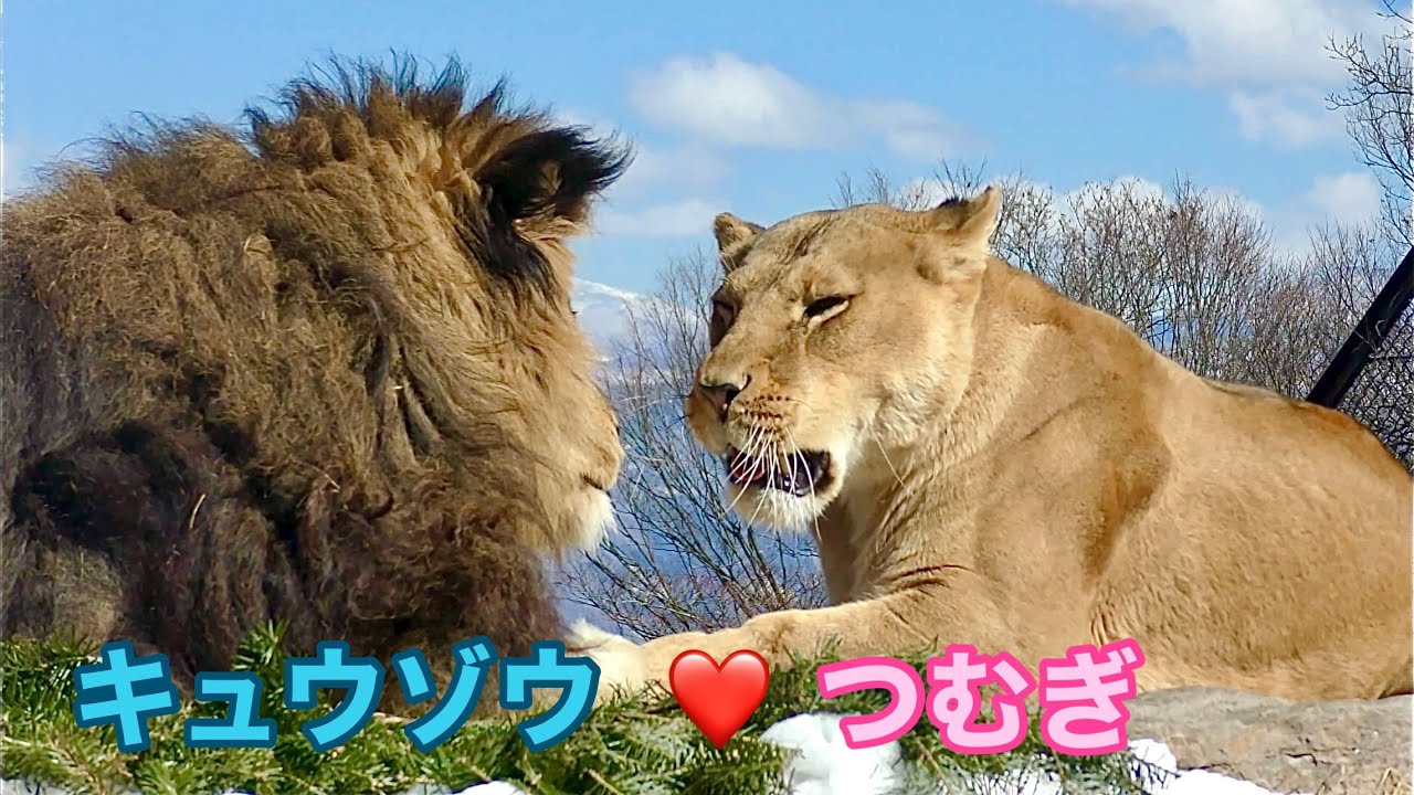ライオン キュウゾウくんとつむぎちゃん 綺麗な景色をそろって眺めることもあります【茶臼山動物園】Lion Kyuzo-kun Tsumugi