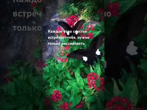 Каждое утро счастье встречает тебя, нужно только рассмотреть.