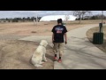 8-month old Golden Doodle, 'Remington'. #1 Dog obedience trainers in Colorado! 8-month old Golden Doodle, 'Remington'. #1 Dog obedience trainers in Colorado!