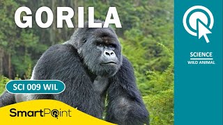 FAKTA UNIK GORILA (SmartPoint - SCI 009 WIL)