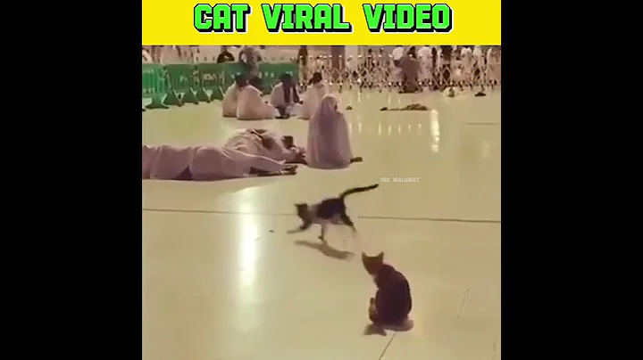 Makkah Cat 🐈 Viral Video #shorts
