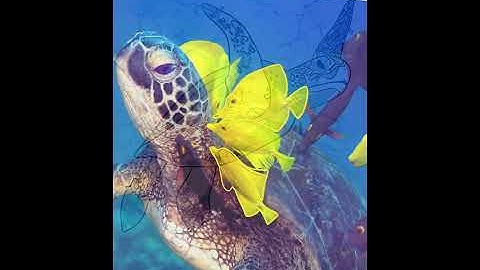 Sea turtle drawing on iPad Time-Lapse procreate