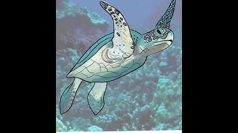 Sea turtle drawing on iPad Time-Lapse procreate