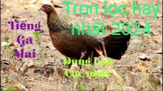 Tiếng Gà Mái Rừng Gọi Trống Cực Hay