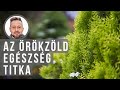 Így óvhatod az örökzöldeket a betegségtől| kert TV