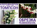 КЛЕРОДЕНДРУМ ТОМПСОНА.ОБРЕЗКА И РАЗМНОЖЕНИЕ.