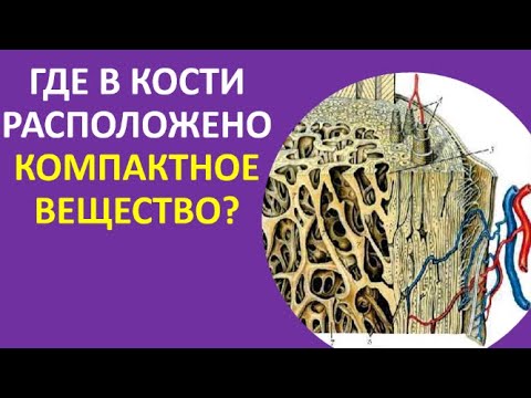 12. Где в кости расположено компактное вещество?