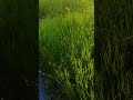 Nature in the city #shorts #nature #city #people