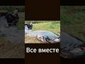какую рыбу ты словишь если. #рыбалка #fishing #fish #рыба #карась #карп #плотва #carp #игнор #лайк