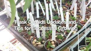 Flask Orchids Update and Tips for Successful Growing