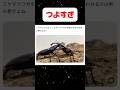 夢の胸熱クワガタバトル　#shortvideo #クワガタ #昆虫