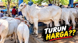 Download Lagu Turun Harga??Harga Pedet & Bakalan Sapi PO Di Pasar Kebumen Terbaru Download Lagu Turun Harga??Harga Pedet & Bakalan Sapi PO Di Pasar Kebumen Terbaru