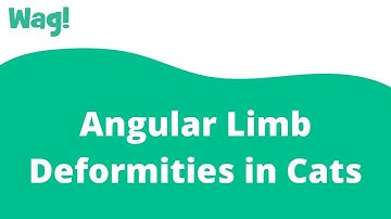 Angular Limb Deformities in Cats | Wag!