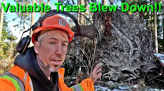Salvage Logging Valuable Timber