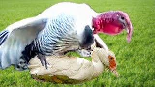 Cruce de Pato y Pavo (aves de corral online)