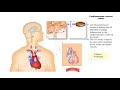 Negative Feedback Regulation of Blood Pressure