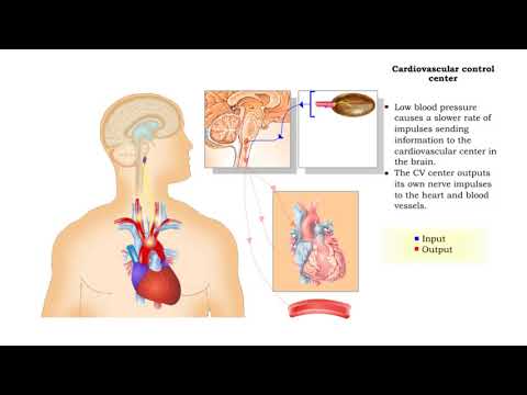 Negative Feedback Regulation of Blood Pressure