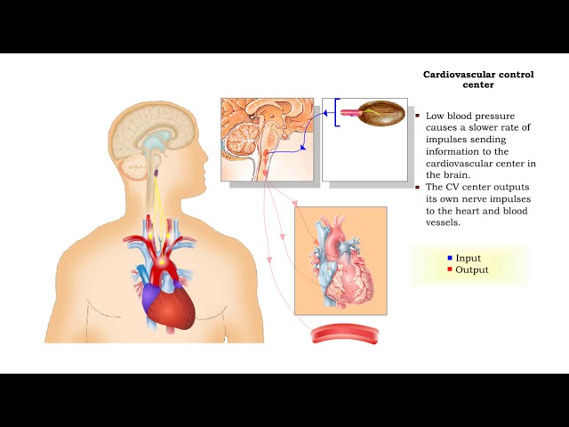 Blood Pressure Feedback Loop Diagram Nervous And Endocrine Control Of