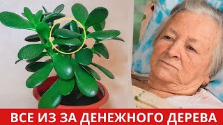 видео: ЧТО ТВОРИТ Денежное Дерево. Многие не догадываются какую пользу оно может нести картинка: ЧТО ТВОРИТ Денежное Дерево. Многие не догадываются какую пользу оно может нести