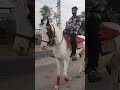 Horse riding horse trening viralshorts  youtubeshorts