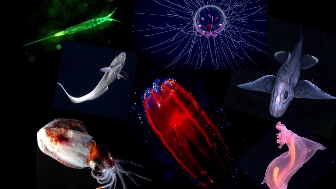 Сильвия Эрл запускает кампанию Океанографического института Вудс-Хоул в защиту нашей планеты-океана