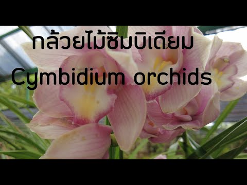 วีดีโอ: Cymbidium Orchid: คำอธิบาย ลักษณะ และการดูแลที่บ้าน