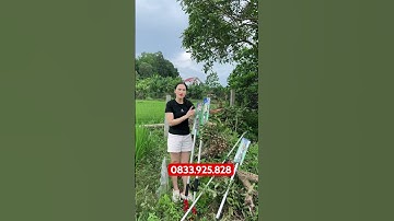 💥KÉO CẮT CÀNH , GHIM GIỮ QUẢ SIÊU TIỆN ÍCH .lh 0833.925.828