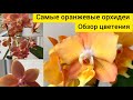 Обзор цветения оранжевых орхидей: P. Maple Valley, P. Irene Dobkin, P. Meidarland Chambe, P. Horizon