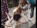 ハスキーアリス危ないよ husky alise. Watch out!