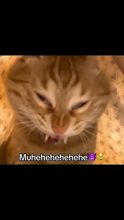Evil laugh by a cat be like😂 #catshorts #funnycats