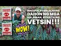 How to use vetsinmsg as fertilizer on your houseplants