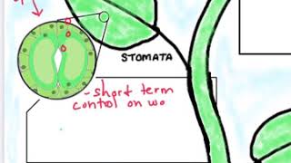 Transpiration Doodle Notes Video