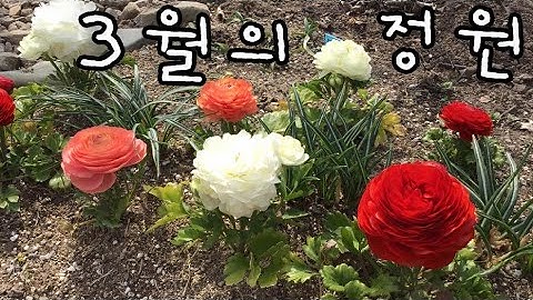 3월 정원에 핀 꽃들 (크로커스, 라넌큘러스,비올라 등)