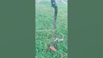 apakah Tongkat uyut weling? #viral
