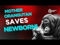 Orang-utan Gives Birth and Breast Feeds Her Baby (Camera 2)