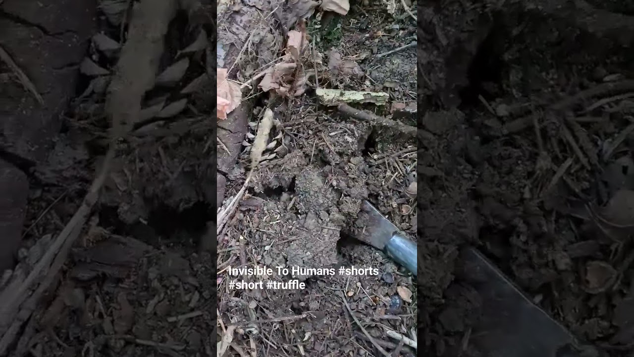 Truffle Hunting Hard Mode 