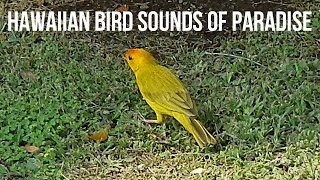 Hawaiian Bird Sounds of Paradise