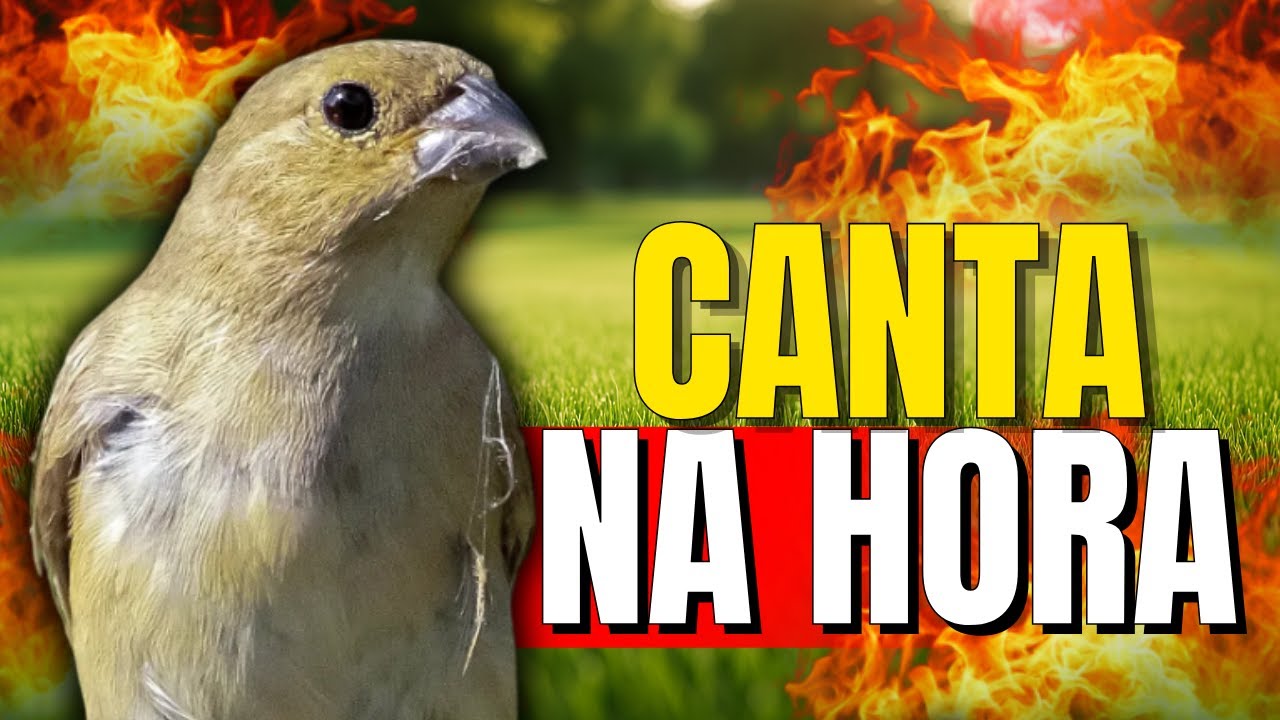 FÊMEA de BAIANO Chamando FOGOSA levanta DEFUNTO!