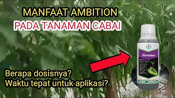 Manfaat Ambition untuk cabai || dosis ambition