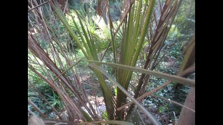 Mountain Coconut Palm recovering from cold damage Update!