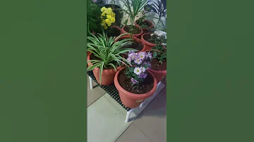 Romba Nal Plan Panitu Iruntha Work Complete Paniyachu Plantation Gardening Garden Chinnaanangur 