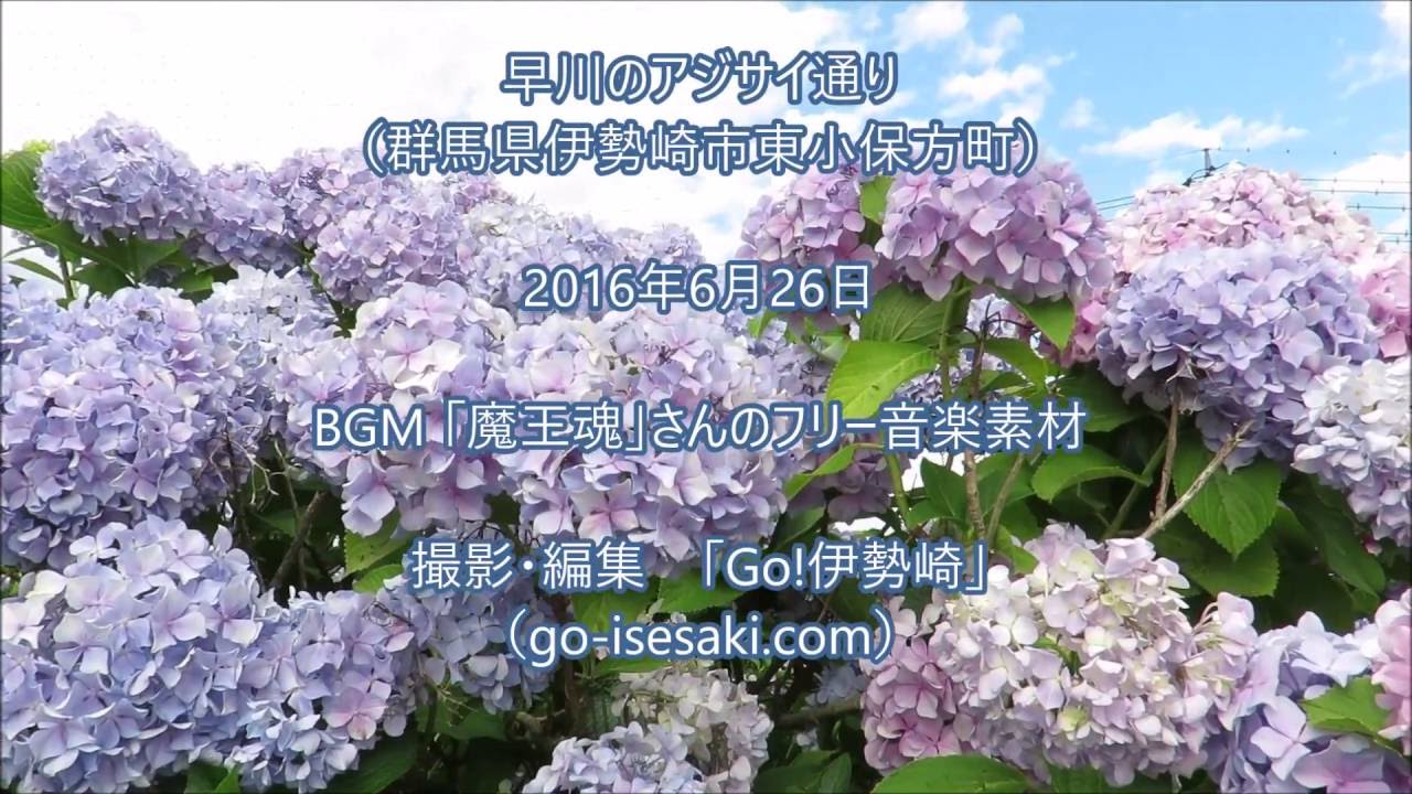 早川のアジサイ通り 群馬県伊勢崎市 16 6 26 Youtube