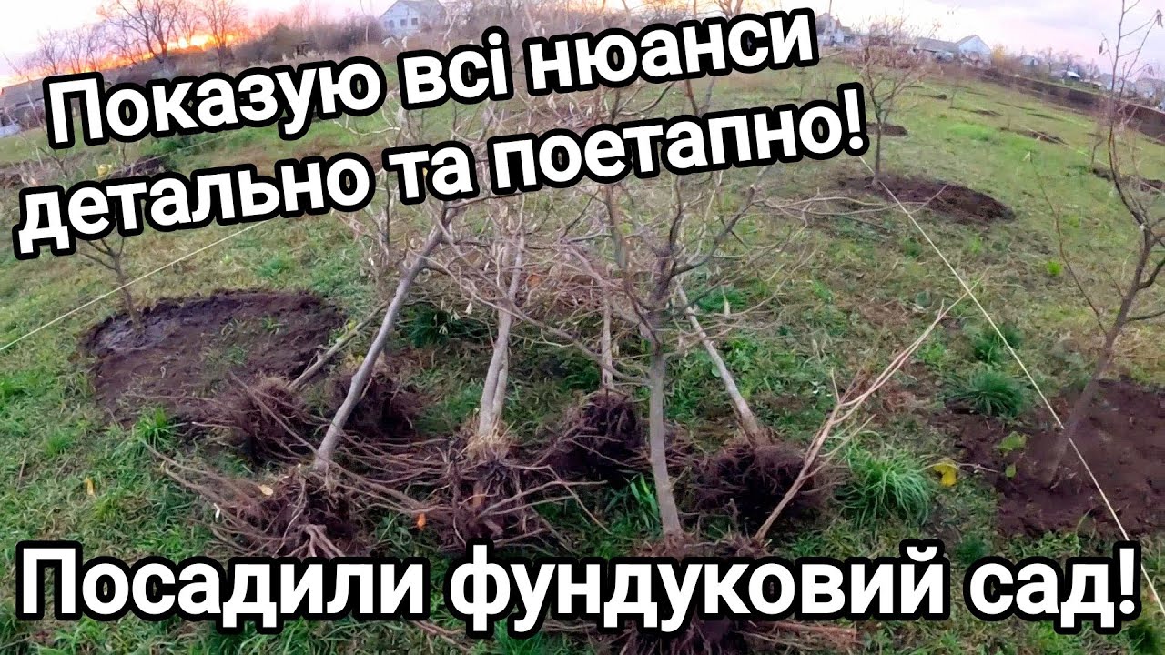 Ще один сад фундука! Скільки дерев посадили на 10 сотках? Схема посадки та технологія! Пенсія чи ні?