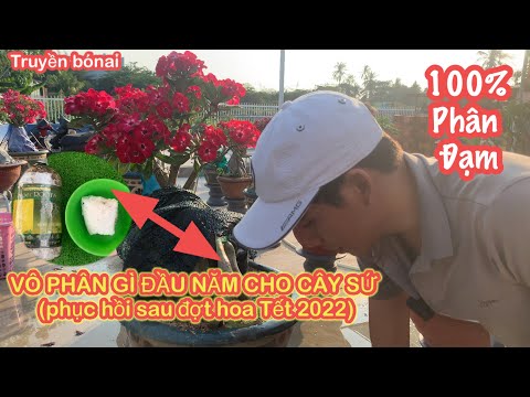 nhà hàng cây sứ New 2022 Vô phân gì cho cây sứ sau khi chơi hoa Tết 2022.Adenium.|Truyền bonsai