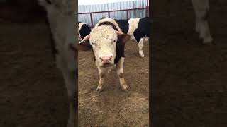 Kızgın Tosun Bağırıyor